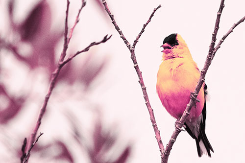 Open Mouthed American Goldfinch Standing On Tree Branch (Purple Tint Photo)