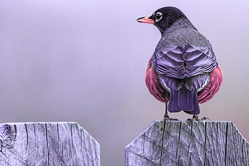 Open Mouthed American Robin Looking Sideways Atop Wooden Fence (Purple Tint Photo)