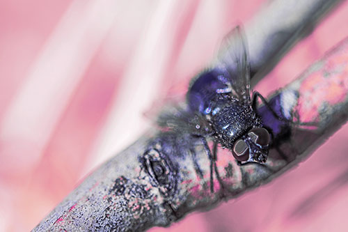 Open Mouthed Blow Fly Looking Above (Purple Tint Photo)
