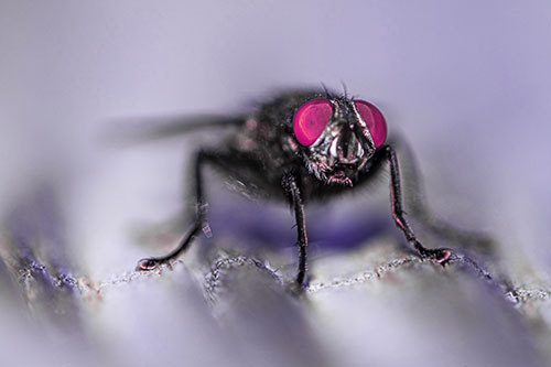 Open Mouthed Cluster Fly Shocked With Fear (Purple Tint)