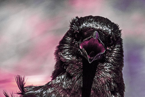 Open Mouthed Crow Screaming Among Wind (Purple Tint Photo)