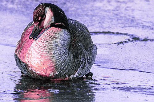 Open Mouthed Goose Laying Atop Ice Frozen River (Purple Tint Photo)