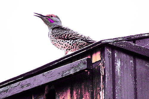 Open Mouthed Northern Flicker Woodpecker (Purple Tint Photo)