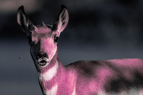 Open Mouthed Pronghorn Gazes In Shock (Purple Tint Photo)