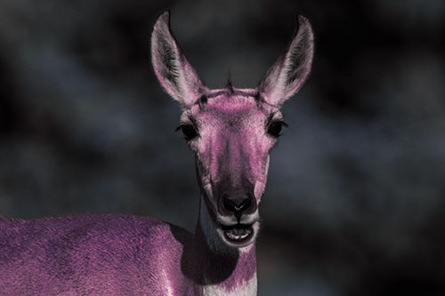 Open Mouthed Pronghorn Spots Intruder (Purple Tint Photo)