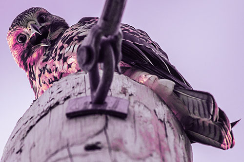 Open Mouthed Red Tailed Hawk Squawking Downward (Purple Tint)