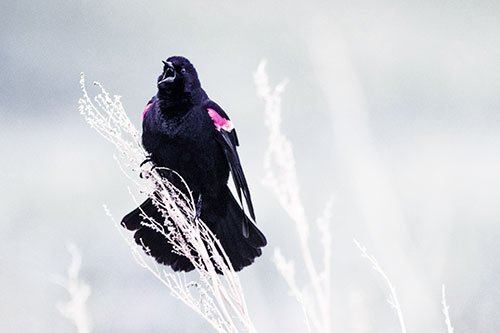 Open Mouthed Red Winged Blackbird Chirping Aggressively (Purple Tint Photo)
