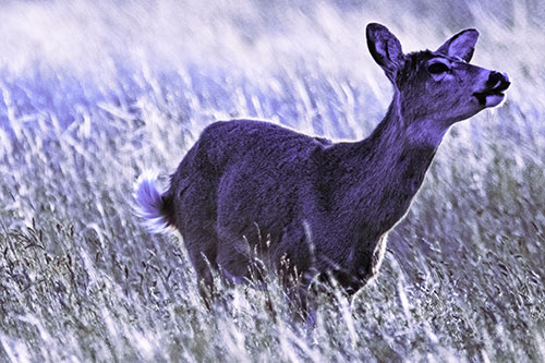 Open Mouthed White Tailed Deer Among Wheatgrass (Purple Tint Photo)