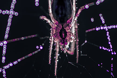 Orb Weaver Spider Dangling Downwards Among Web (Purple Tint Photo)