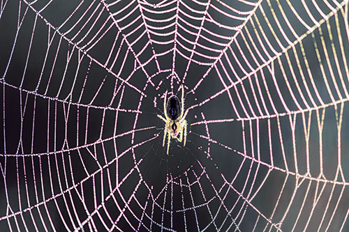 Orb Weaver Spider Rests Among Web Center (Purple Tint Photo)