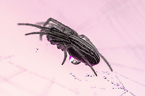 Orb Weaver Spider Rests Atop Dewdrop Web (Purple Tint Photo)