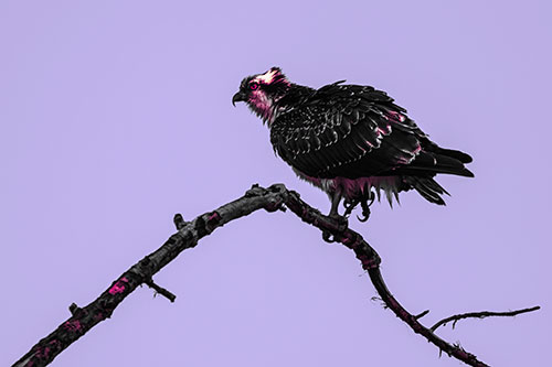 Osprey Hawk Balancing Among Bending Tree Branch (Purple Tint)