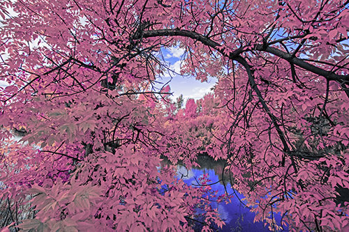 Overlooking River Through Bending Leaf Covered Autumn Tree Branch (Purple Tint)