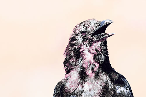 Panting Open Mouthed Crow Cooling Down Among Heat (Purple Tint)
