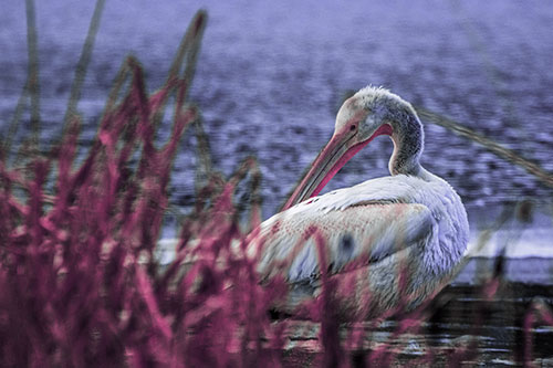 Pelican Grooming Beyond Water Reed Grass (Purple Tint Photo)