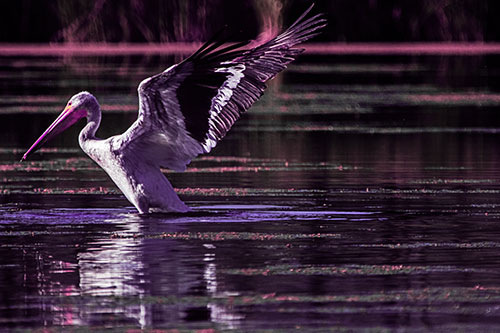 Pelican Takes Flight Off Lake Water (Purple Tint Photo)