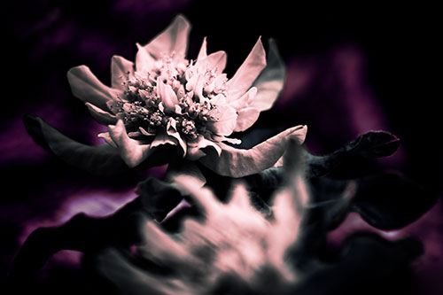 Peony Flower In Motion (Purple Tint Photo)