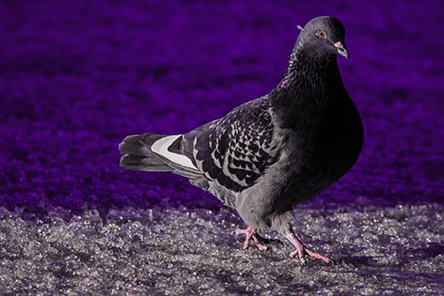 Pigeon Crosses Shadow Covered River Ice (Purple Tint Photo)