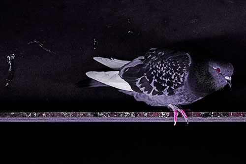 Pigeon Crouching On Steel Beam (Purple Tint Photo)