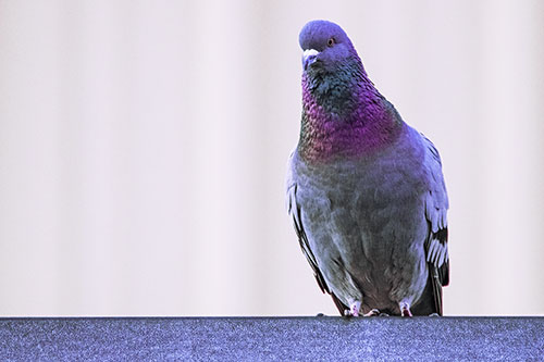 Pigeon Keeping Watch Atop Metal Roof Ledge (Purple Tint Photo)