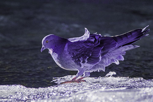Pigeon Peeking Over Frozen River Ice Edge (Purple Tint Photo)