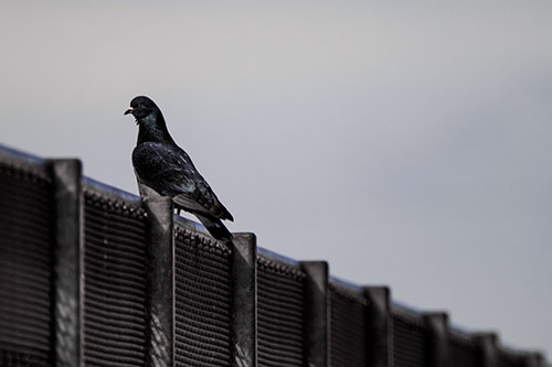 Pigeon Standing Atop Steel Guardrail (Purple Tint Photo)