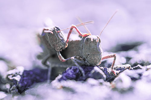 Piggybacking Grasshopper Goes For Ride (Purple Tint Photo)