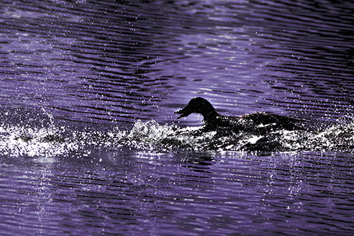 Playful Mallard Duck Gets Splashed Among Lake Horizon (Purple Tint)