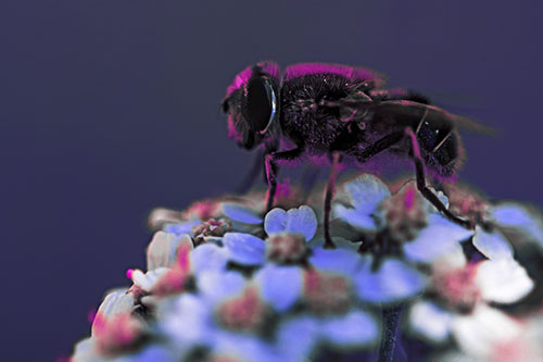 Pollen Covered Hoverfly Standing Atop Flower Petals (Purple Tint Photo)