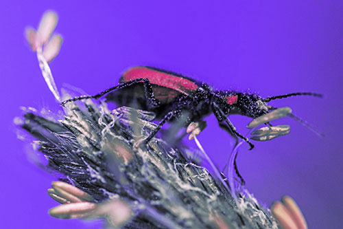 Pollen Covered Scarlet Malachite Beetle Hugging Flower Stem (Purple Tint)