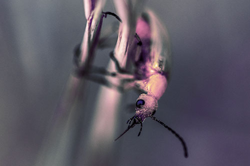 Pollen Faced Blister Beetle Hangs Onto Plant Stem (Purple Tint)