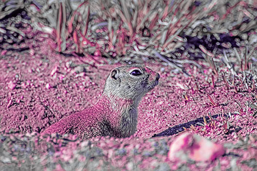 Prairie Dog Emerges From Dirt Tunnel (Purple Tint)