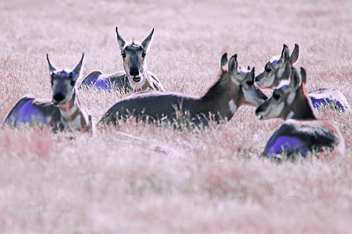 Pronghorn Herd Rest Among Grass (Purple Tint Photo)
