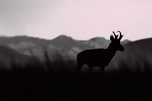 Pronghorn Silhouette Across Mountain Range (Purple Tint)