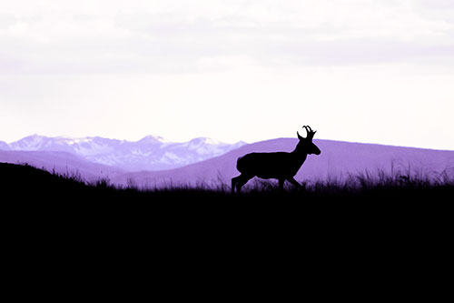 Pronghorn Silhouette On The Prowl (Purple Tint Photo)