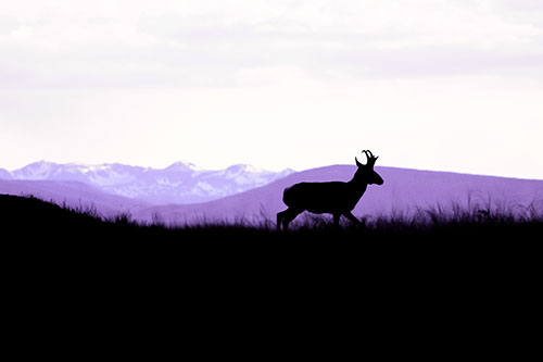 Pronghorn Silhouette On The Prowl (Purple Tint)