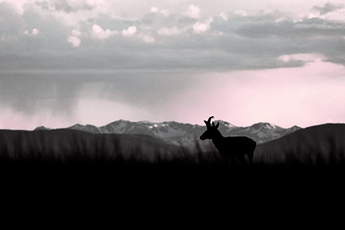 Pronghorn Silhouette Overtakes Stormy Mountain Range (Purple Tint)