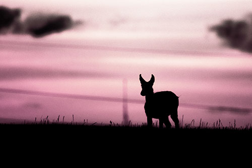 Pronghorn Silhouette Watches Sunset Atop Grassy Hill (Purple Tint Photo)