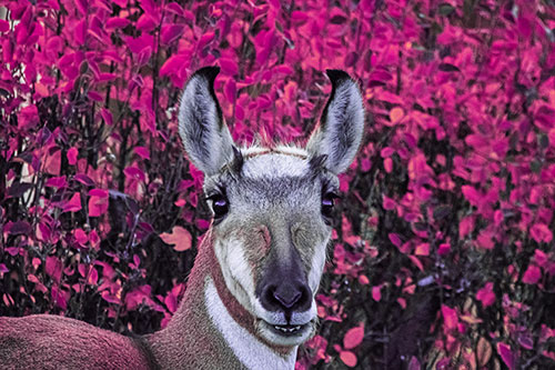 Pronghorn Snacking Among Autumn Leaves (Purple Tint)