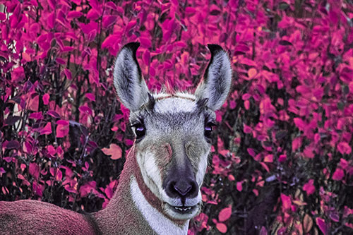 Pronghorn Snacking Among Autumn Leaves (Purple Tint Photo)