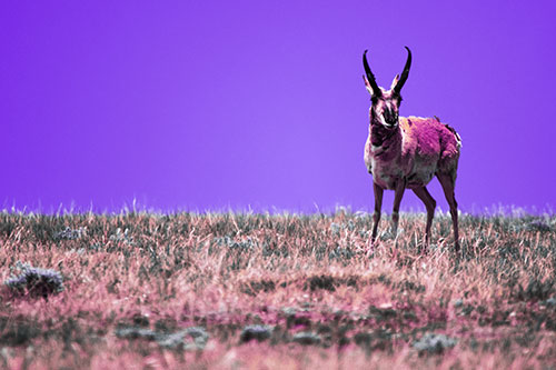 Pronghorn Standing Along Grassy Horizon (Purple Tint Photo)