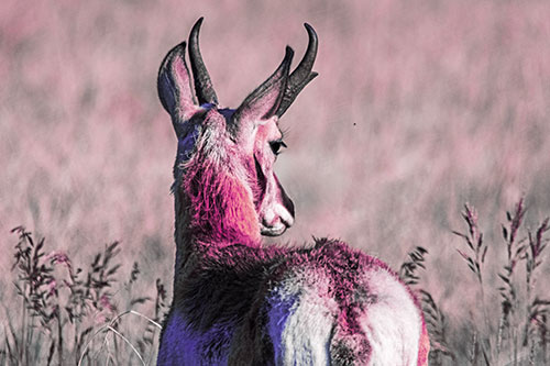 Pronghorn Watching Annoying Fly Buzzing Around (Purple Tint)
