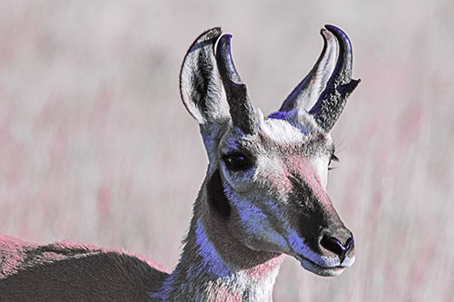 Pronghorn Watching Surroundings Among Sunlight (Purple Tint)
