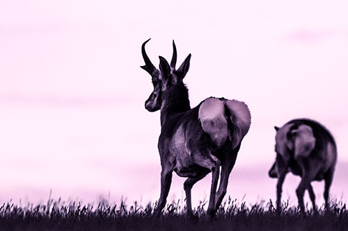 Pronghorns Begin Sprinting Towards Herd (Purple Tint Photo)