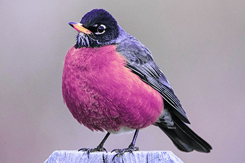 Puffball American Robin Standing Atop Fence (Purple Tint Photo)