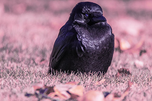 Puffy Crow Standing Guard Among Leaf Covered Grass (Purple Tint Photo)