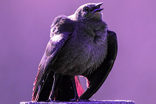 Puffy Female Grackle Croaking Atop Wooden Fence Post (Purple Tint Photo)