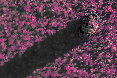 Pupa Convergent Lady Beetle Casts Shadow Among Sparkles (Purple Tint Photo)