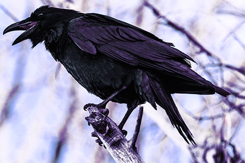 Raven Croaking Among Tree Branches (Purple Tint Photo)