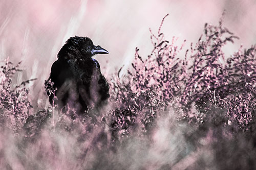 Raven Glancing Sideways Among Plants (Purple Tint Photo)